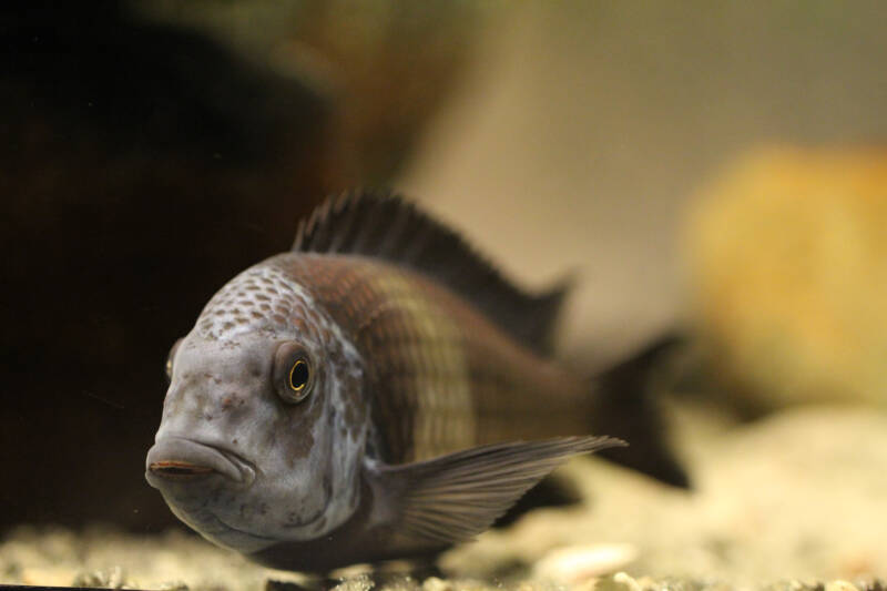 Tropheus dubpoisi cichlid swimming close to the bottom in a freshwater aquarium