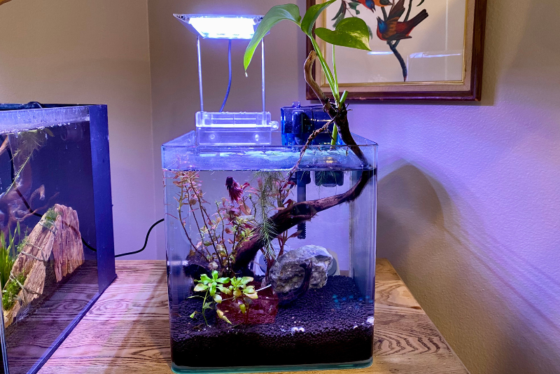 Planted aquarium of 2.7 gallons with a betta and using the Penn-Plax plant light