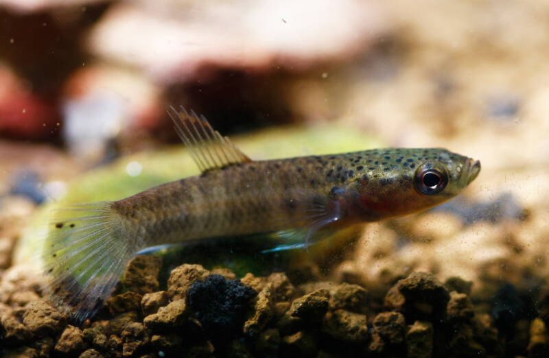 Betta albimarginata also known as wild betta on the aquarium bottom