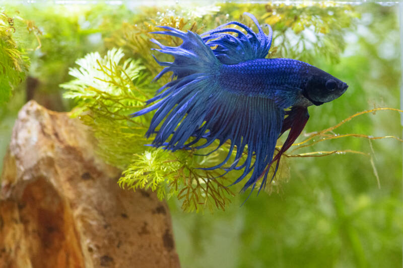 Betta splendens also known as betta fish sharing a planted aquarium setup with a guppy