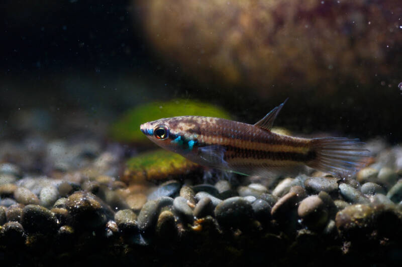 A male of Betta kuehnei