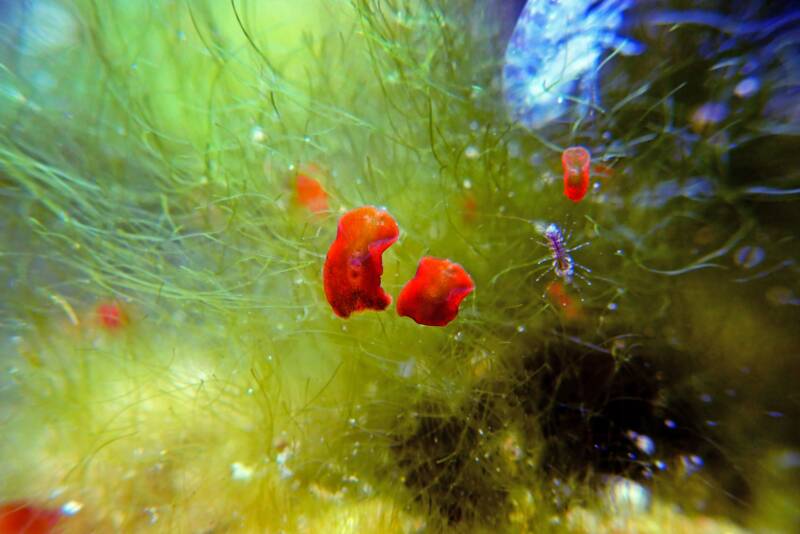 Red planaria flatworms