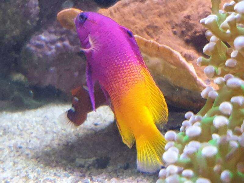 Gramma loreto also known as royal gramma basslet swimming in a reef tank