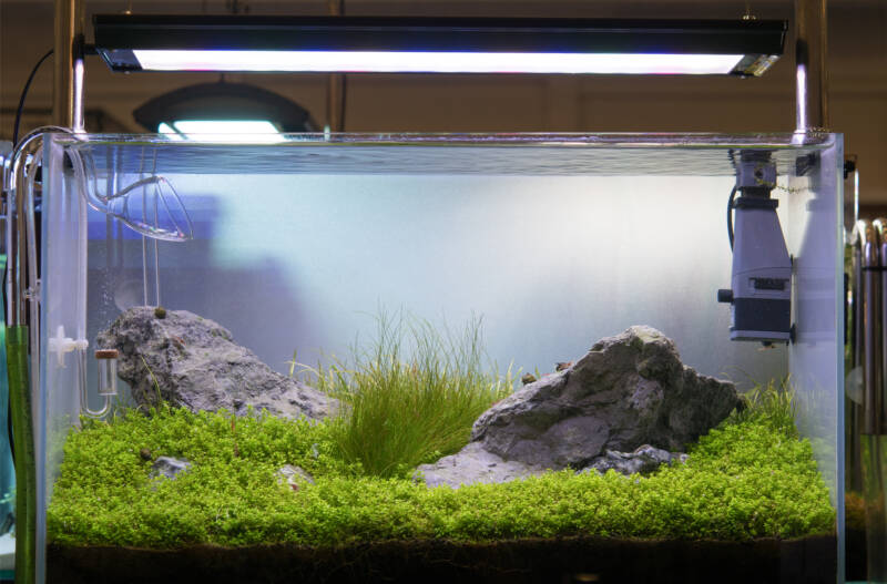 Iwagumi style freshwater aquarium