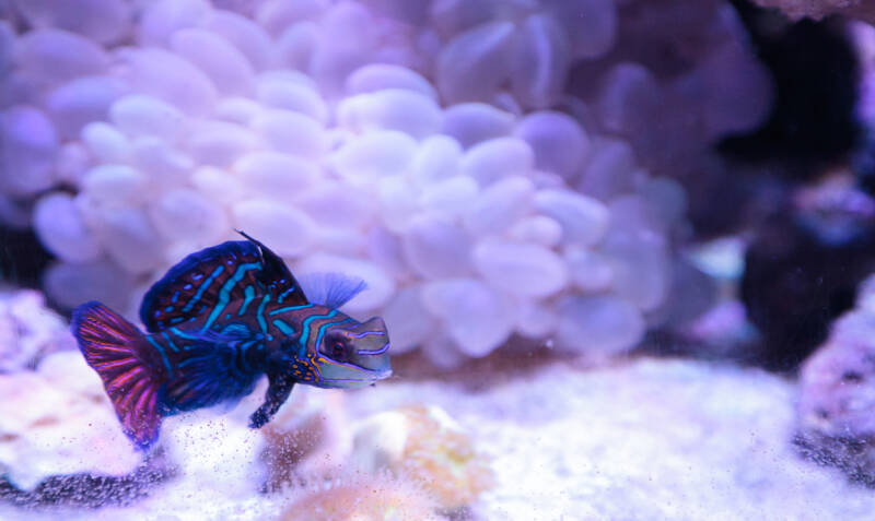 Mandarin goby in a reef tank