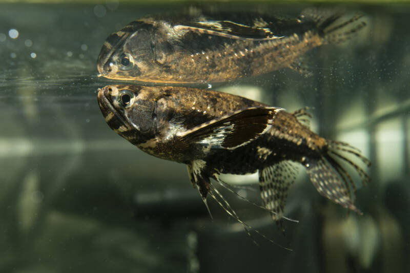 Pantodon buchholzi also known as African butterfly fish swimming close to the surface in the aquarium