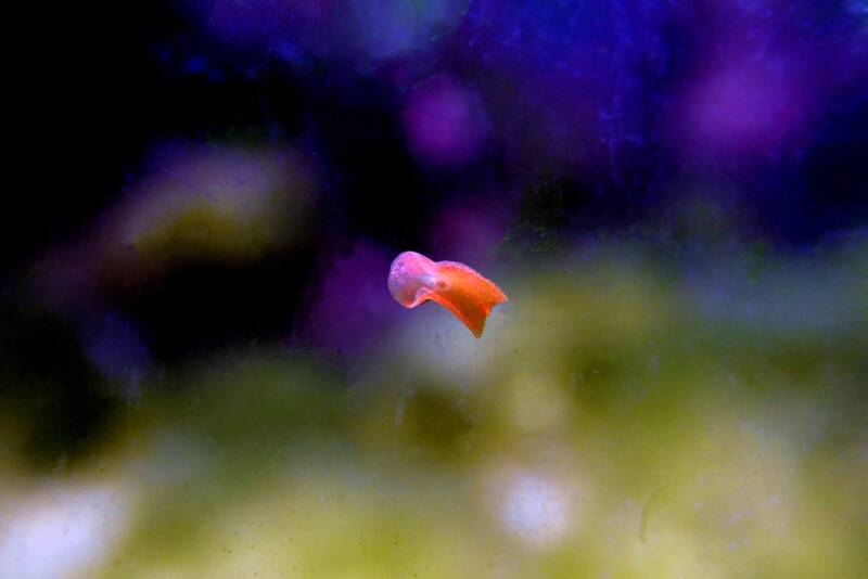 Convolutriloba retrogemma also known as red planaria flatworm on a blurry background