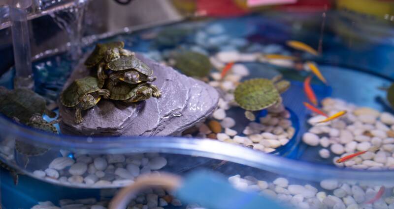 Small size aquarium with red-eared sliders