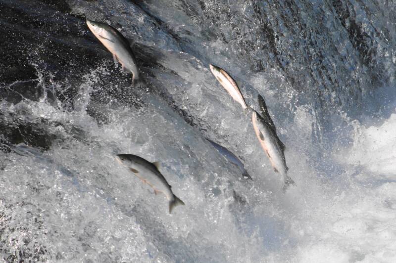 Salmon jumping falls