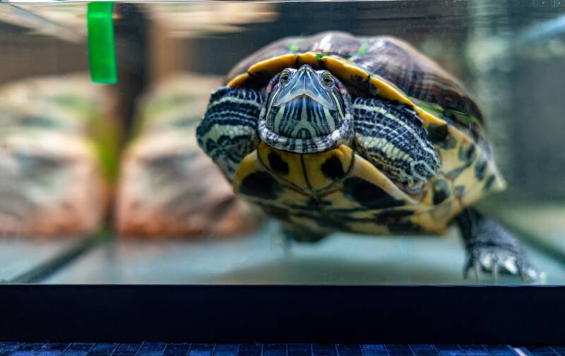 Red-eared slider in the aquarium