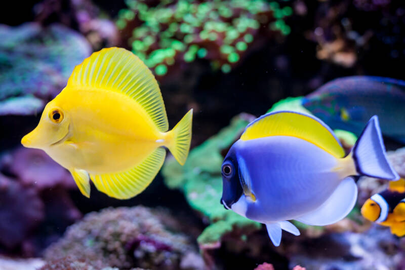 Yellowand powder blue tangs in a community marine aquarium