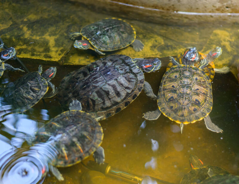 Pond and red-eared sliders in the terrarium