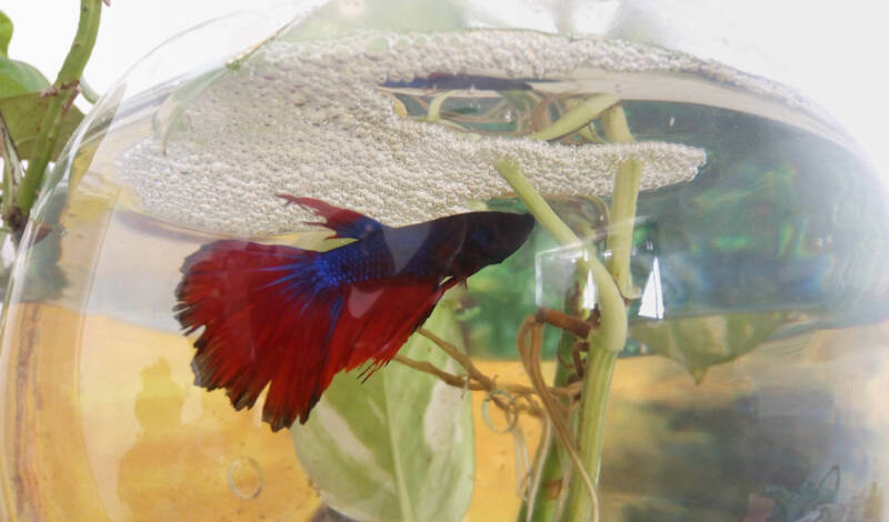 Betta fish swimming in the bowl