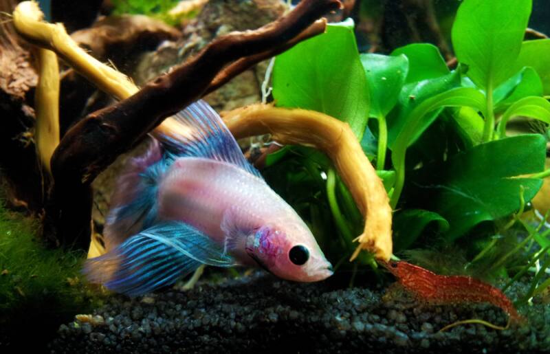 Betta Splendens also known as betta looking at cherry shrmp in the aquarium