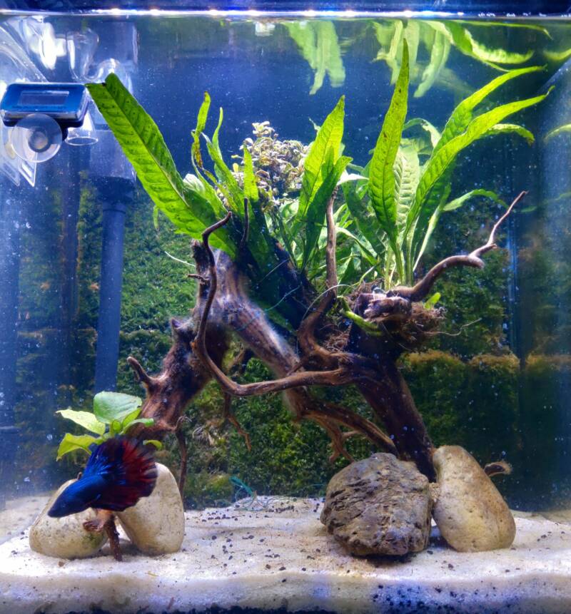 Mangrove aquascape with betta fish swimming in it