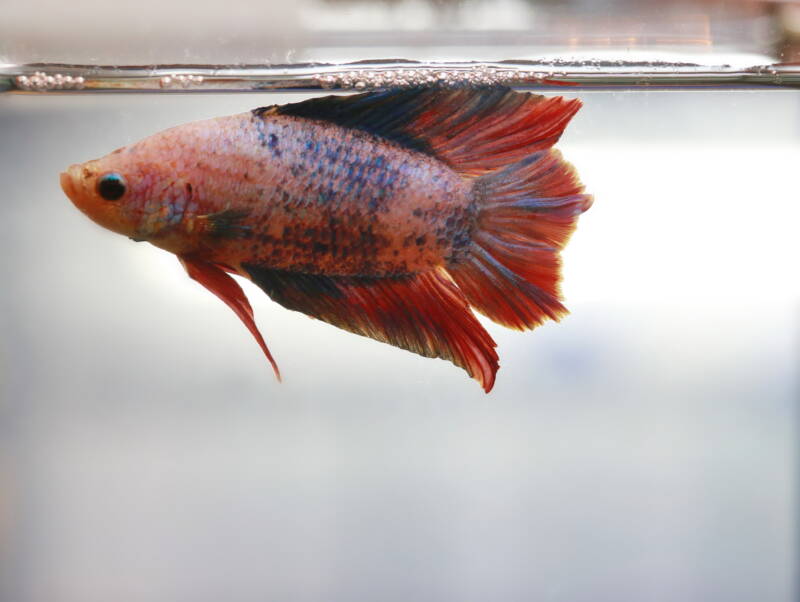 Betta swimming close to a bubble nest at the water surface