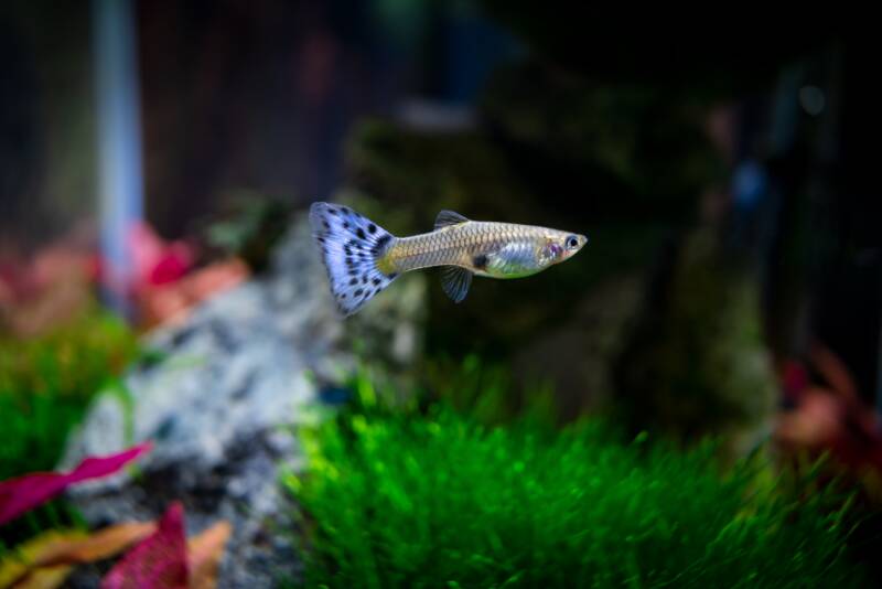 Female guppy swimming in a decorated aquarium