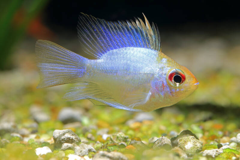 German blue ram cichlid swimming near by gravel in freshwater aquarium