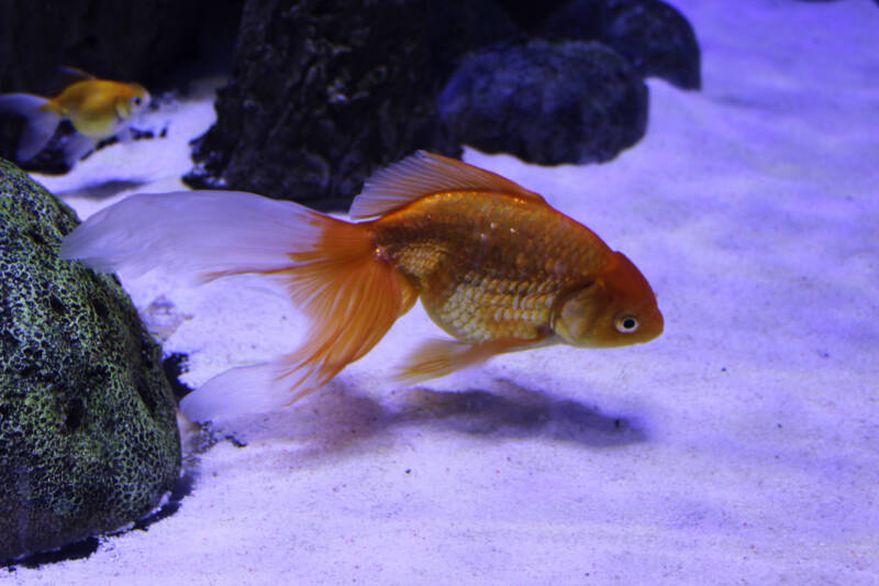 Goldfish swimming on the sandy bottom near the rocks 