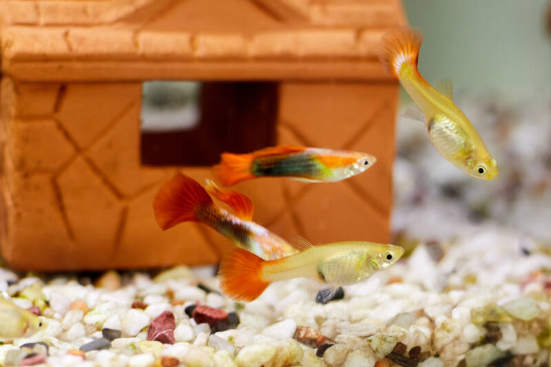 A small school of guppies in a decorated tank