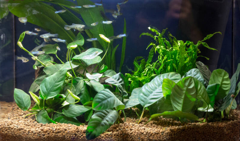 A beautiful planted guppy aquarium setup 