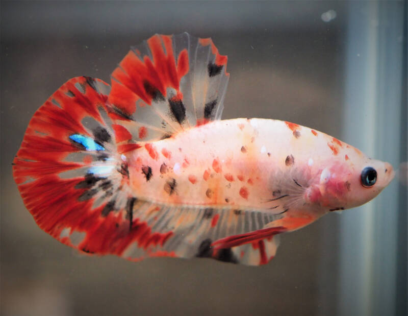 New variation of fighting fish Ikan Cupang or commonly named betta fish swimming in a freshwater aquarium