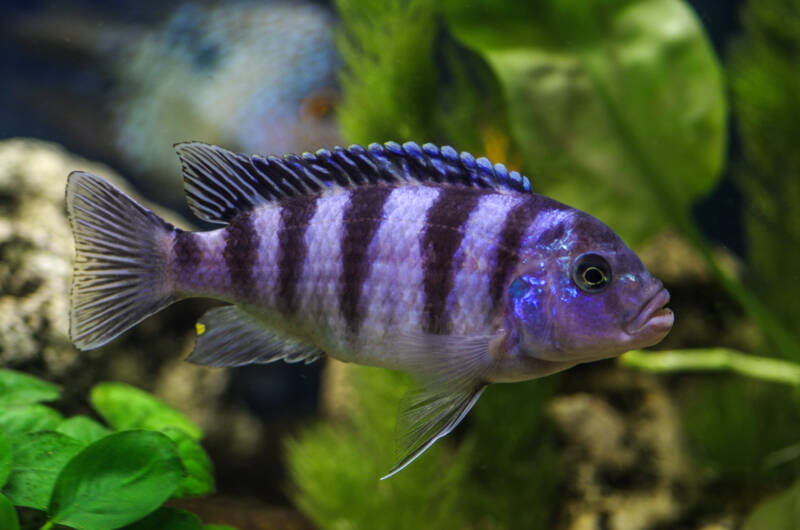 Pseudotropheus lombardoi also known as mbuna African cichlid swimming in a planted tank