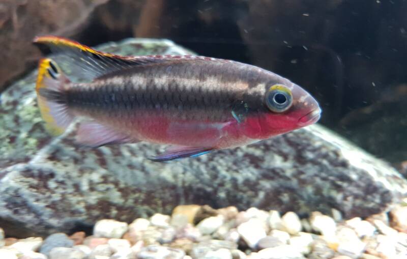 Pelvicachromis pulcher swimming in the aquarium with rocks