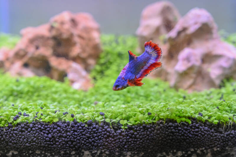 Betta splendens also known as betta swimming in a decorated planted aquarium