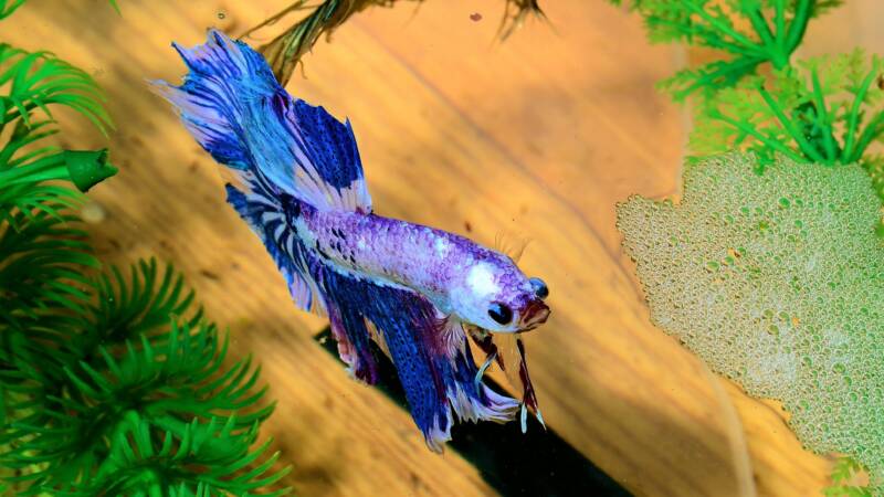 Betta male and his bubble nest in a planted aquarium