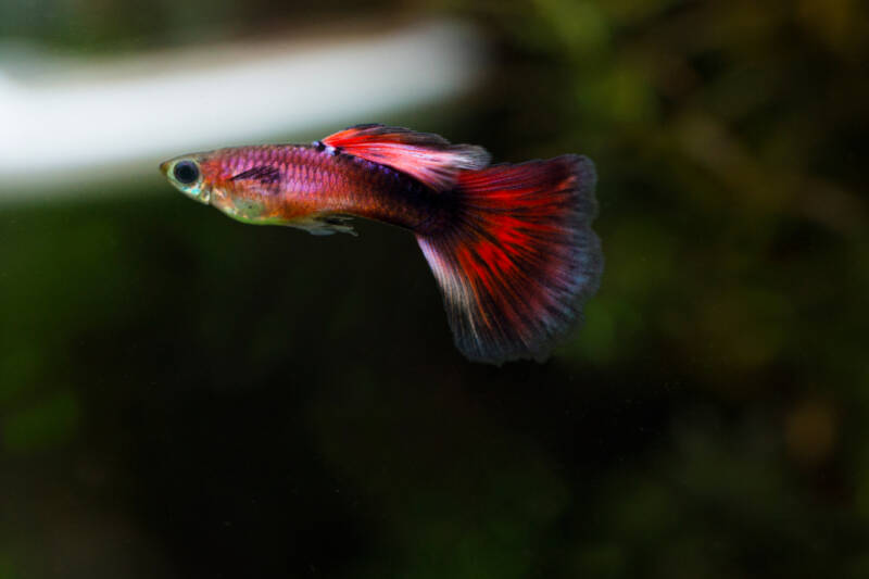 Colorful male guppy (Poecilia reticulata) 