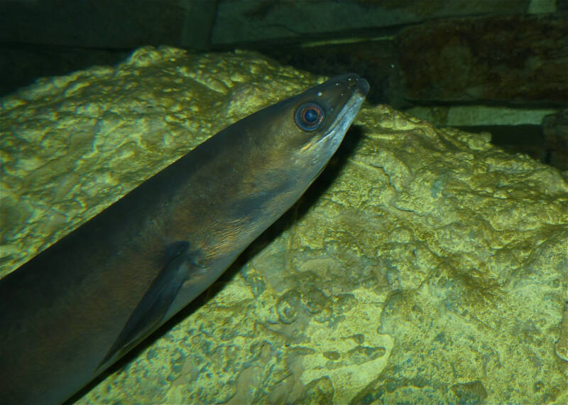 Anguilla anguilla also known as European eel in the water