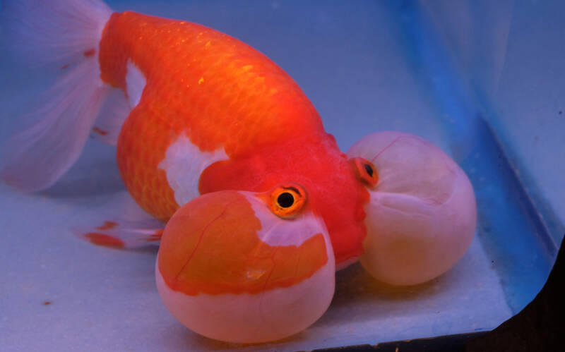 Bubble eye goldfish in the aquarium