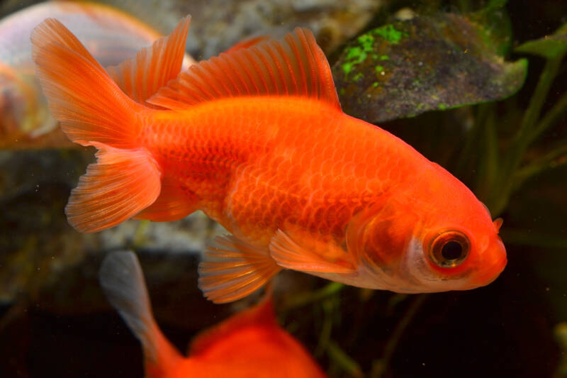 Specimen of an orange wakin goldfish variety in the tank