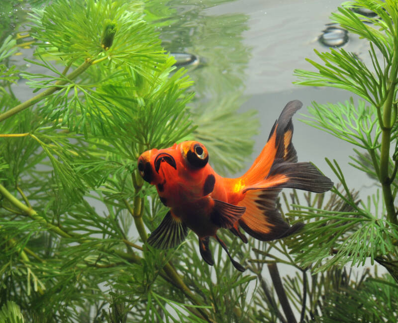 Telescope goldfish variety swimming among hornwort plant in the aquarium