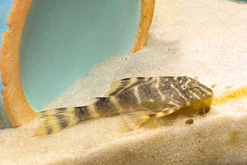 a small clown pleco resting on the sandy bottom