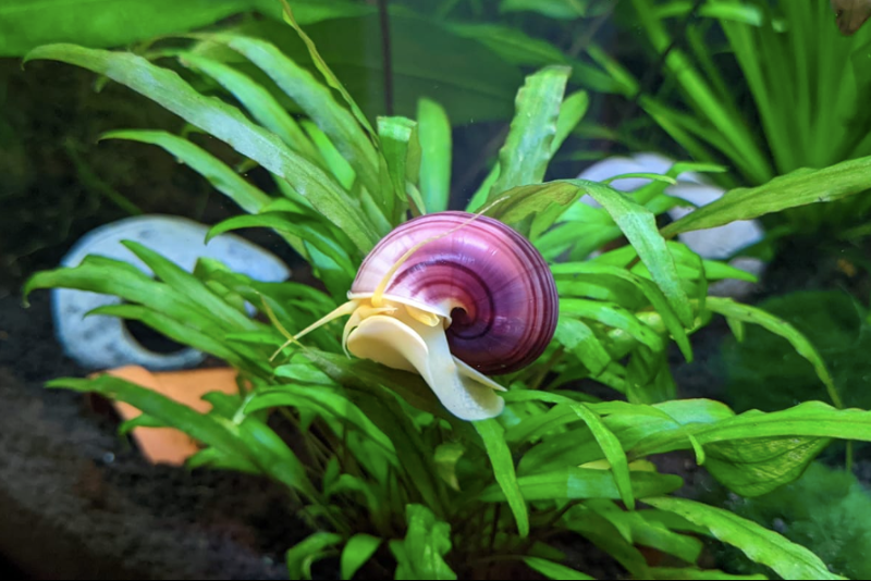 A mature mystery snail with a light yellow body or "foot" and a purple swirled shell