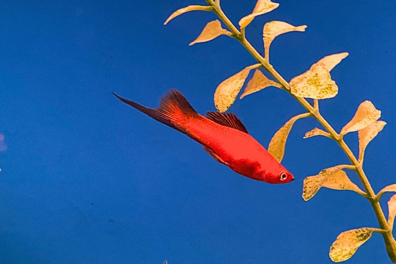 swordtail fish male "red and black"